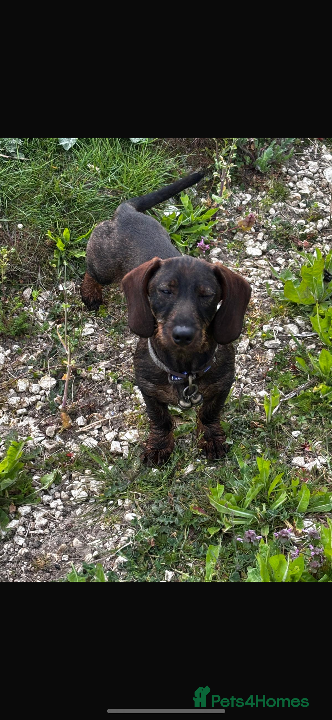 Dachshund dogs for sale: Wire haired daschund  - Image 5