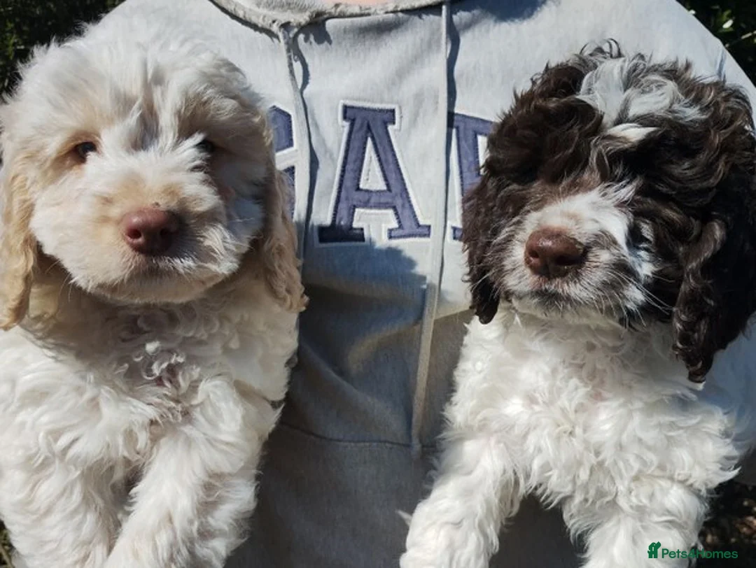 Cockapoo dogs for sale:  Cockapoo puppies in Cardiff - Advert 2