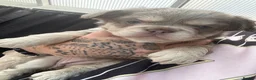 French Bulldog dogs for sale: Fluffy French bulldogs - Advert 3