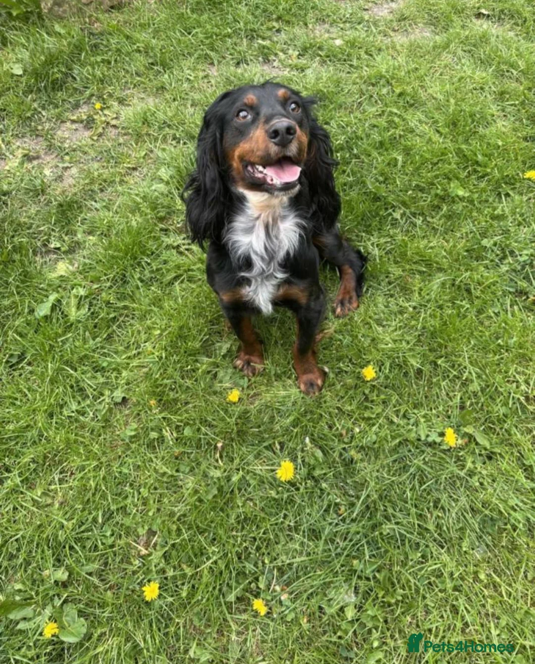 Cockapoo dogs for sale: Last 2 stunning babies left - Advert 5