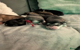 Alaskan Malamute dogs for sale: KC Alaskan malamute puppies champion lines - Image 1