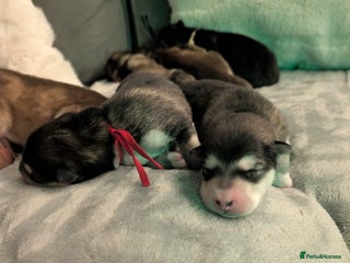 Alaskan Malamute dogs - Advert 23