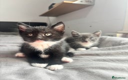 Mixed Breed cats for sale: Adorable 5 Kittens Looking for Forever Homes 🐾 - Image 1