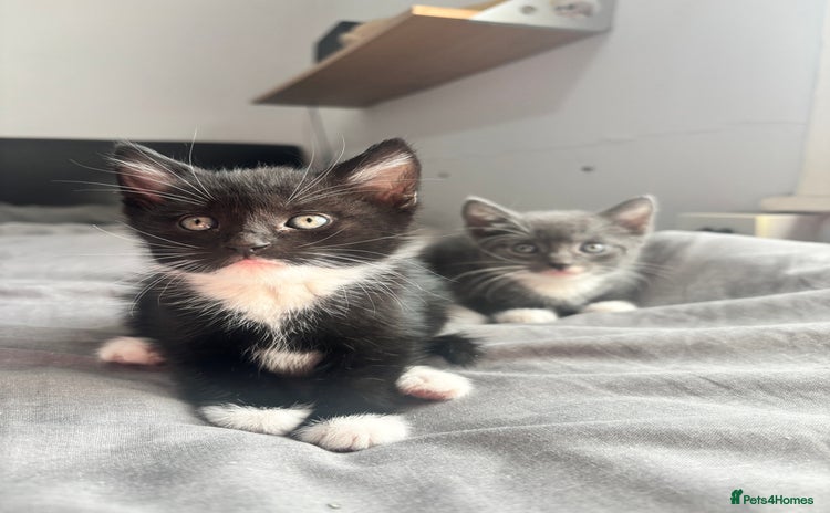 Mixed Breed cats - Advert 9
