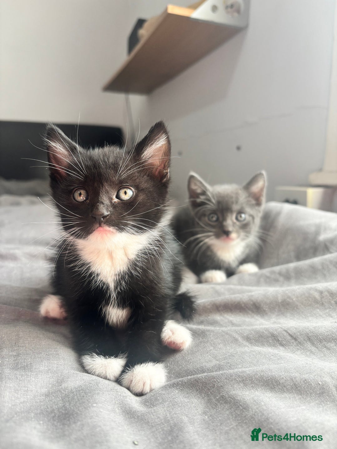 Mixed Breed cats for sale: Adorable 5 Kittens Looking for Forever Homes 🐾 - Image 1