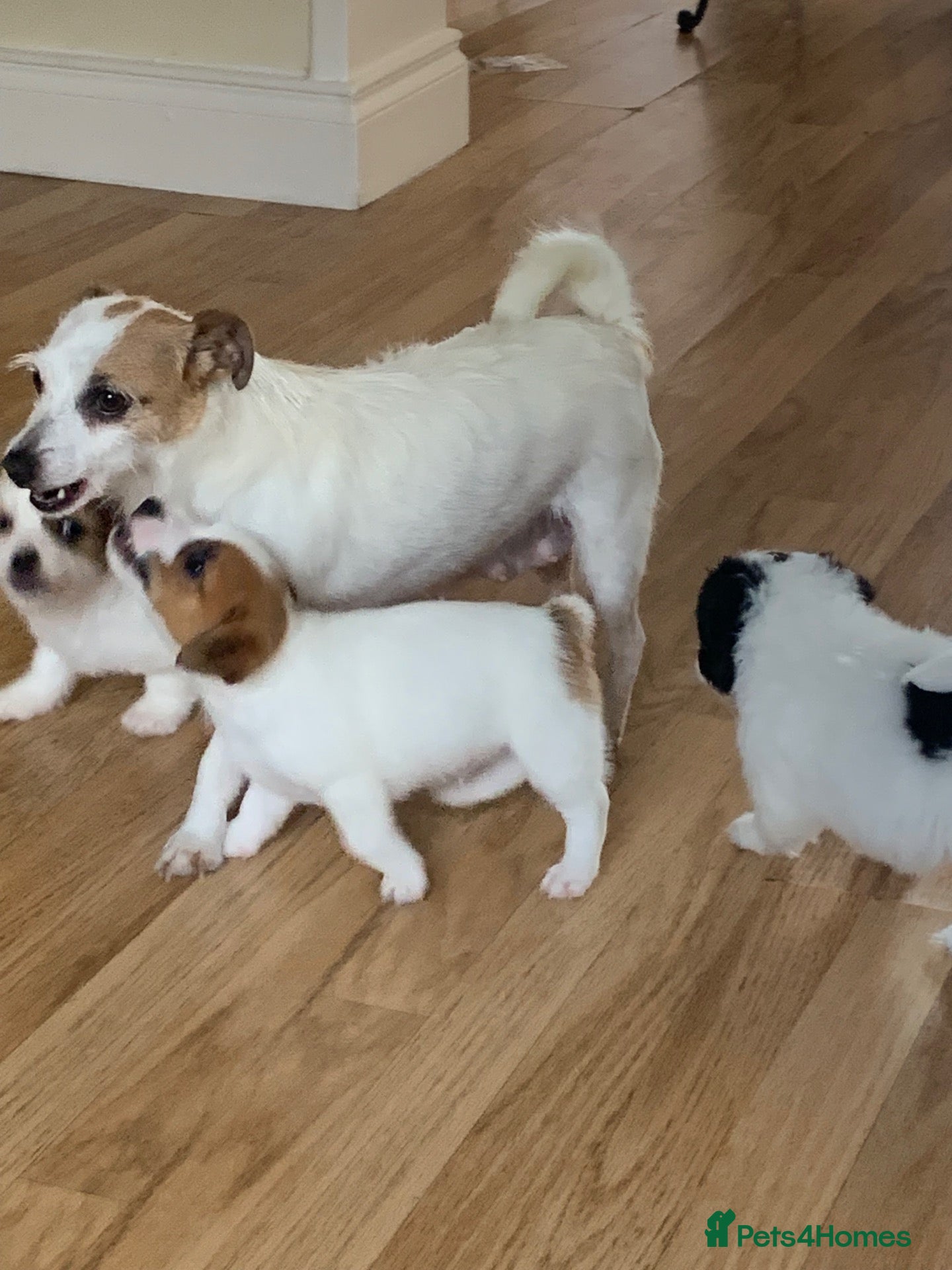 Jack Russell dogs Jackrussle puppys - Advert 10