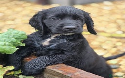 Sprocker dogs for sale: Working sprocker pups  - Image 2