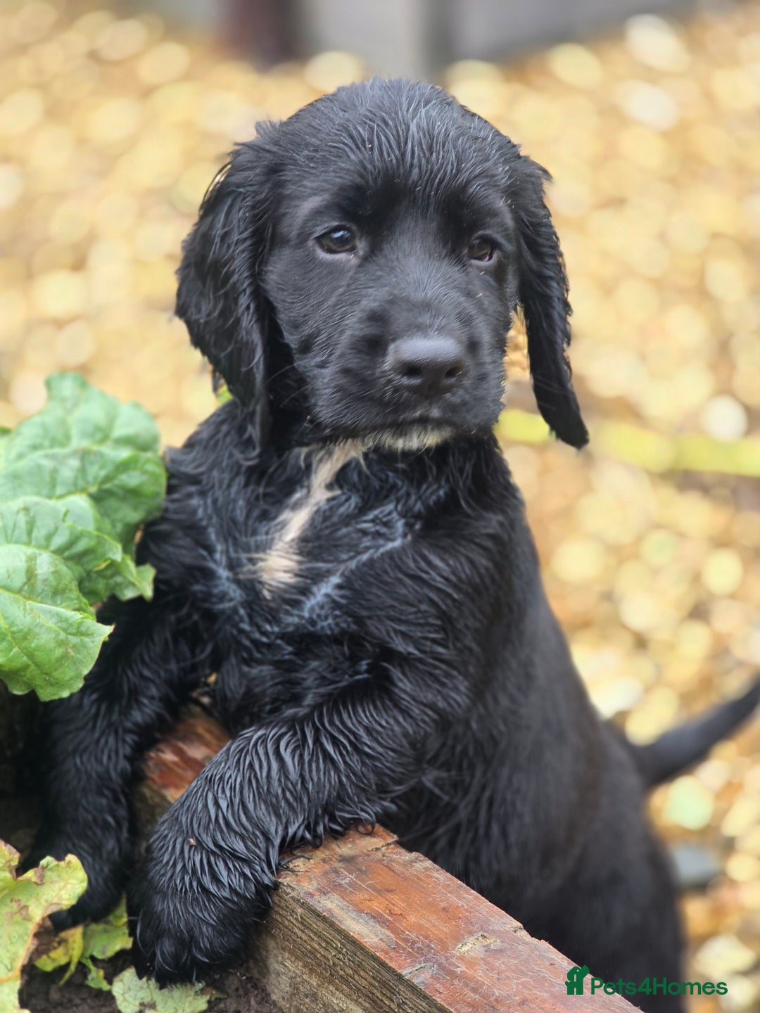 Sprocker dogs for sale: Working sprocker pups  - Image 2