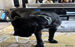 Cane Corso dogs for sale: Cane Corso  - Image 3
