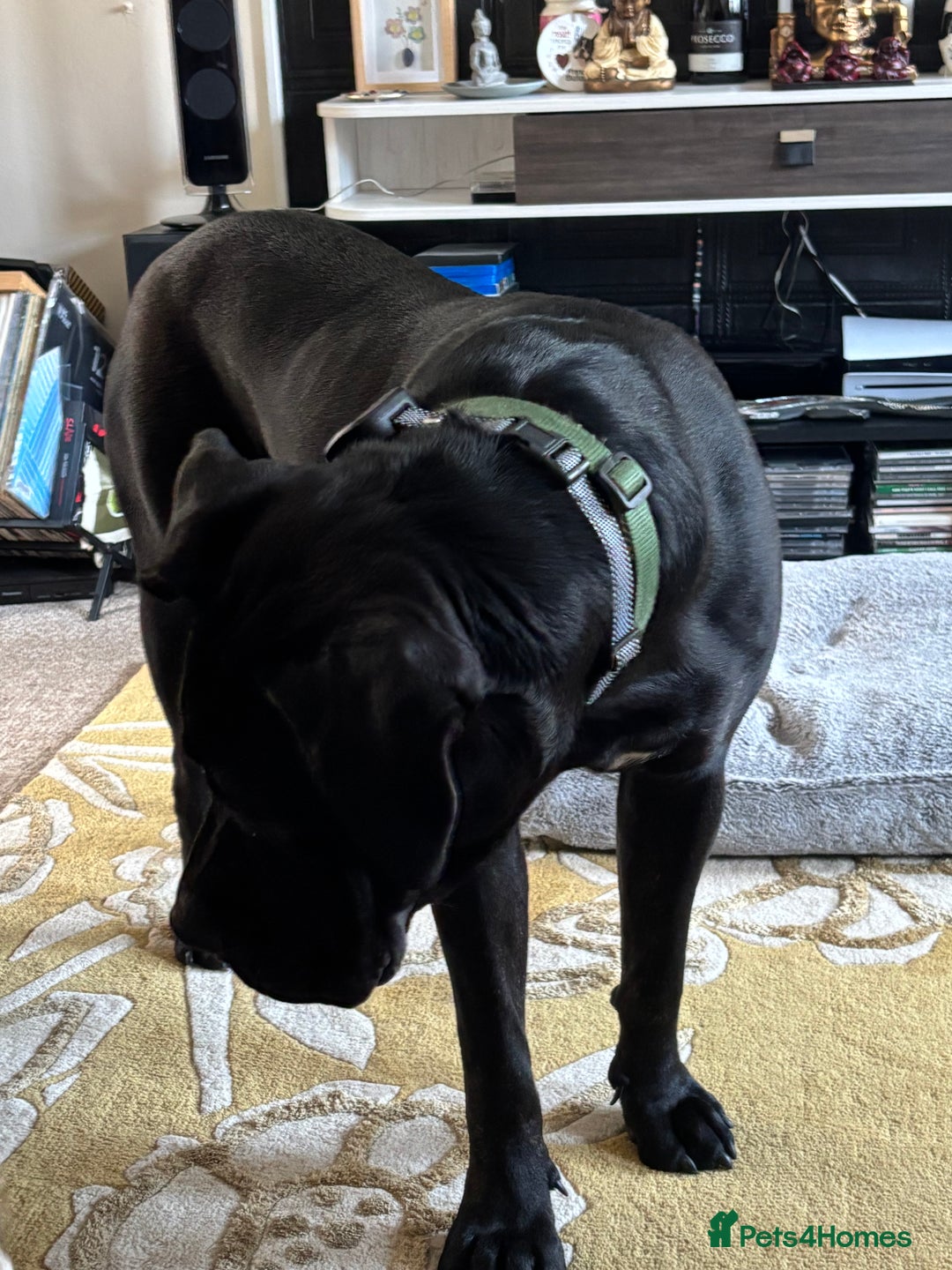 Cane Corso dogs for sale: Cane Corso  - Image 3