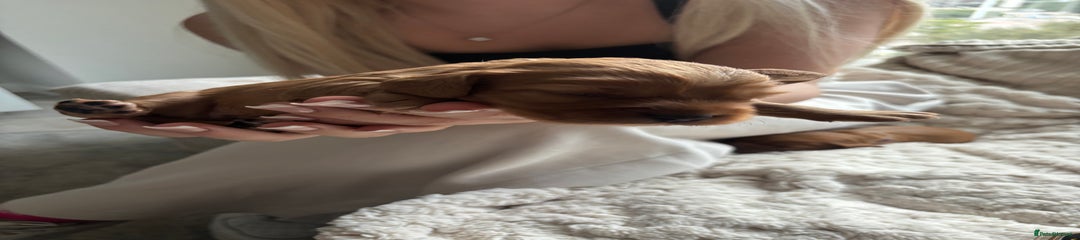Cockalier Puppy 5