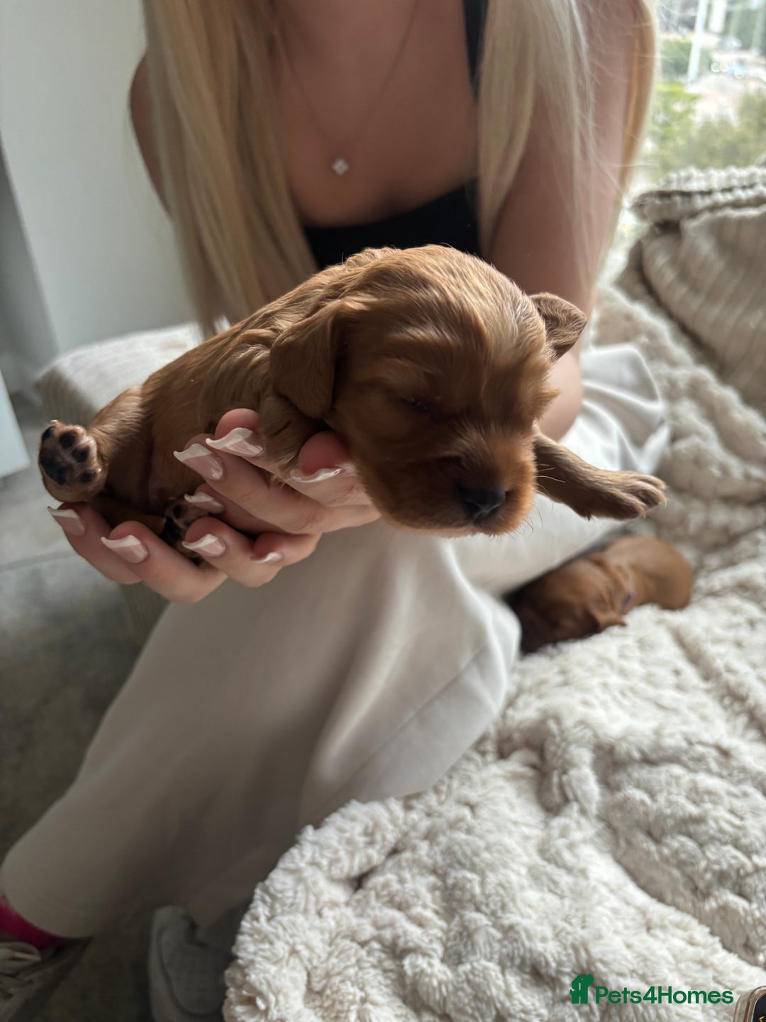 Cockalier dogs for sale: Cockalier puppies for sale  - Image 7