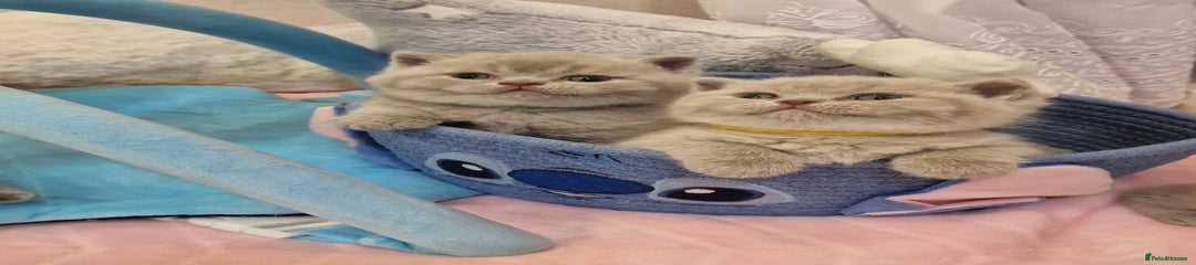 British Shorthair Kitten 4