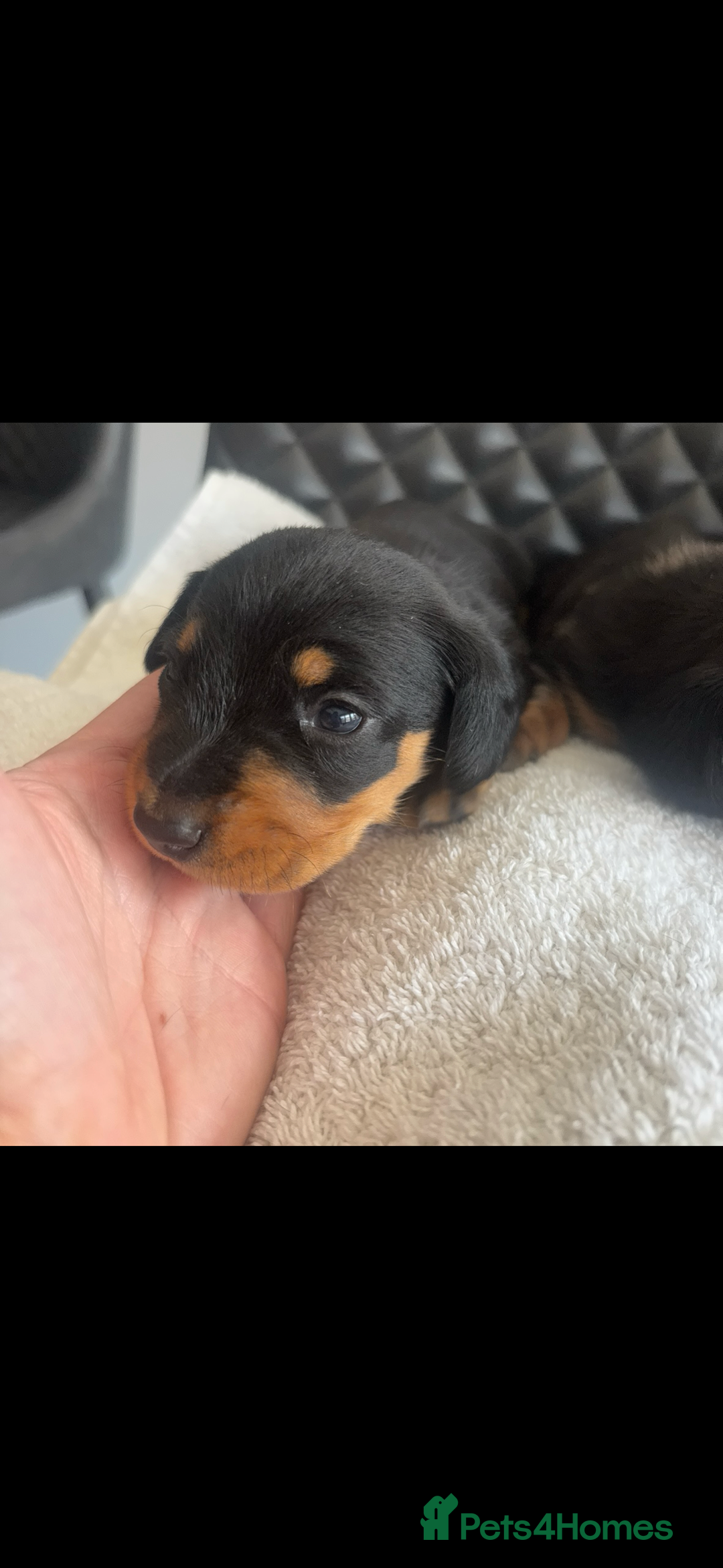 Miniature Dachshund dogs for sale: Beautiful miniature dachshund puppies - Image 16