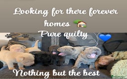 Shar Pei dogs for sale: Shar pei pups 🐶 Rainbow 🌈 litter  - Image 1