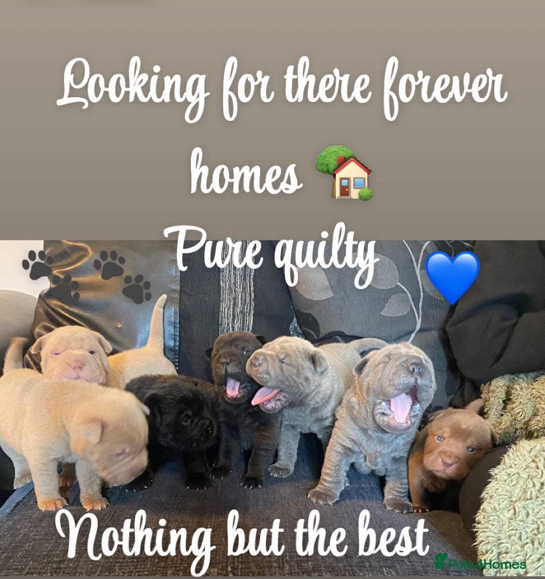 Shar Pei dogs for sale: Shar pei pups 🐶 Rainbow 🌈 litter  - Image 1