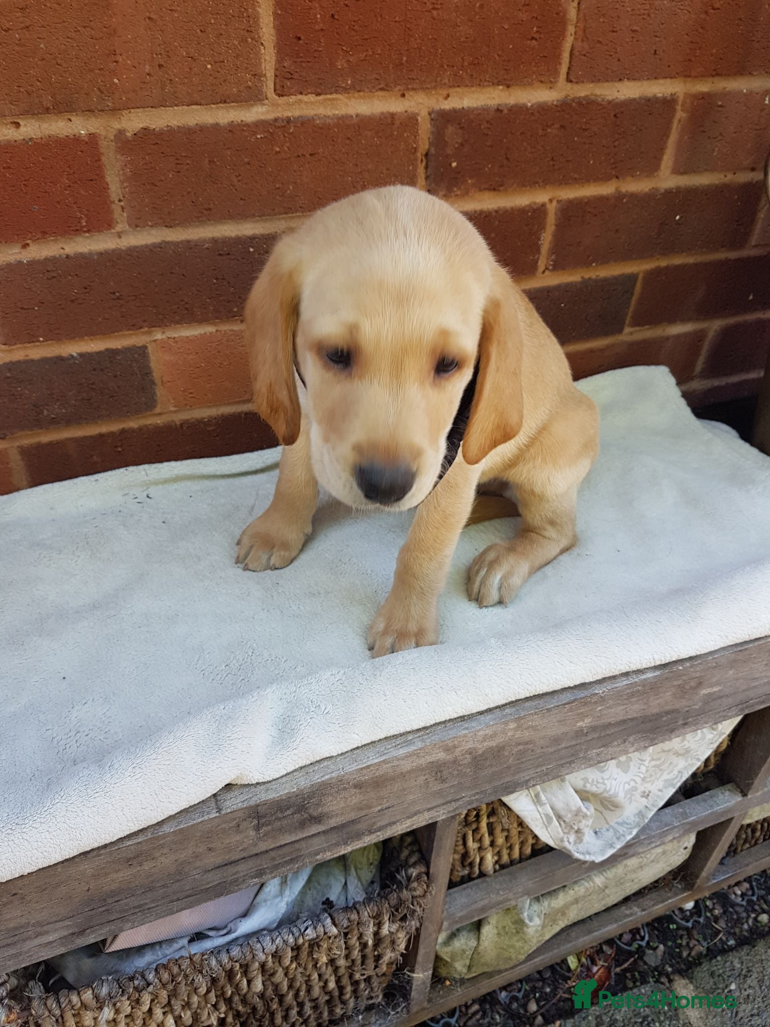 Labrador Retriever dogs Excellent KC Registered Labrador puppies  - Advert 1