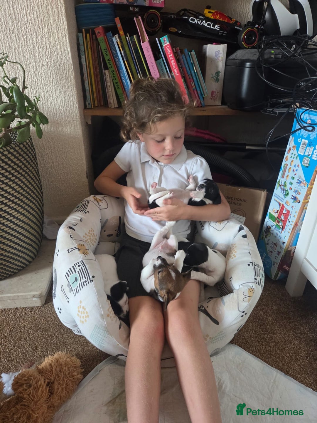 Jack Russell dogs for sale: Jack Russel puppies  - Image 23
