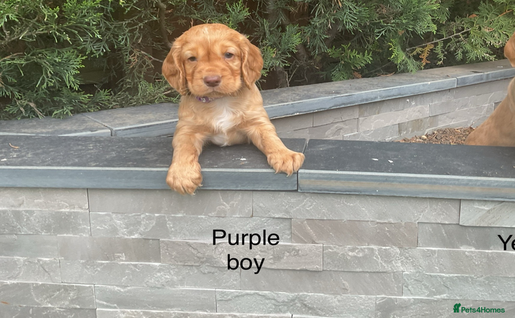 Cocker Spaniel dogs - Advert 2
