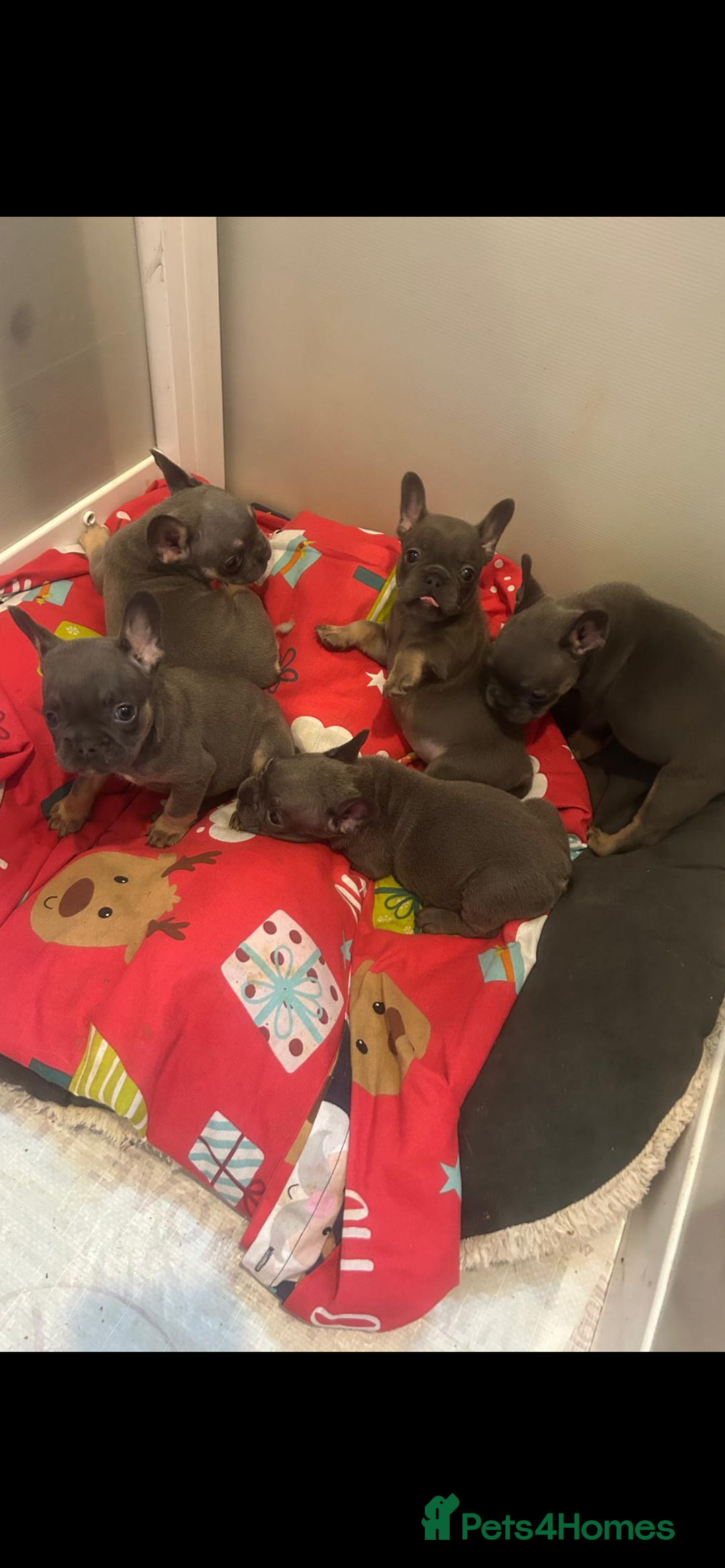 French Bulldog dogs for sale: French bulldog puppies solid blues lilac tans  - Image 4