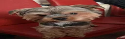 Yorkiepoo dogs for sale: Yorkipoos for sale in Doncaster - Advert 4