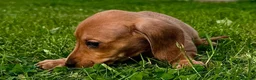 Miniature Dachshund dogs for sale: Red long hair miniature daschund puppies - Advert 12