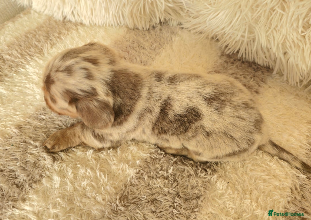 Miniature Dachshund dogs for sale: MINI DACHSHUNDS READY 20TH DEC  - Advert 2