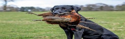 Labrador Retriever dogs for stud: Black labrador stud- FULLY HEALTH TESTED in Leyburn - Advert 18