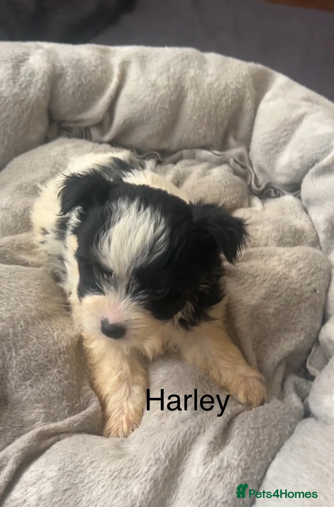 Biewer Terrier dogs for sale: Beautiful Biewer terrier puppies for sale  - Advert 22