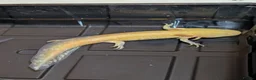 Axolotl reptiles for sale: Beautiful hypo baby Axolotls available last few  - Advert 15
