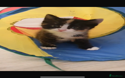 Maine Coon cats for sale: mixed breed kitten for sale  - Image 1