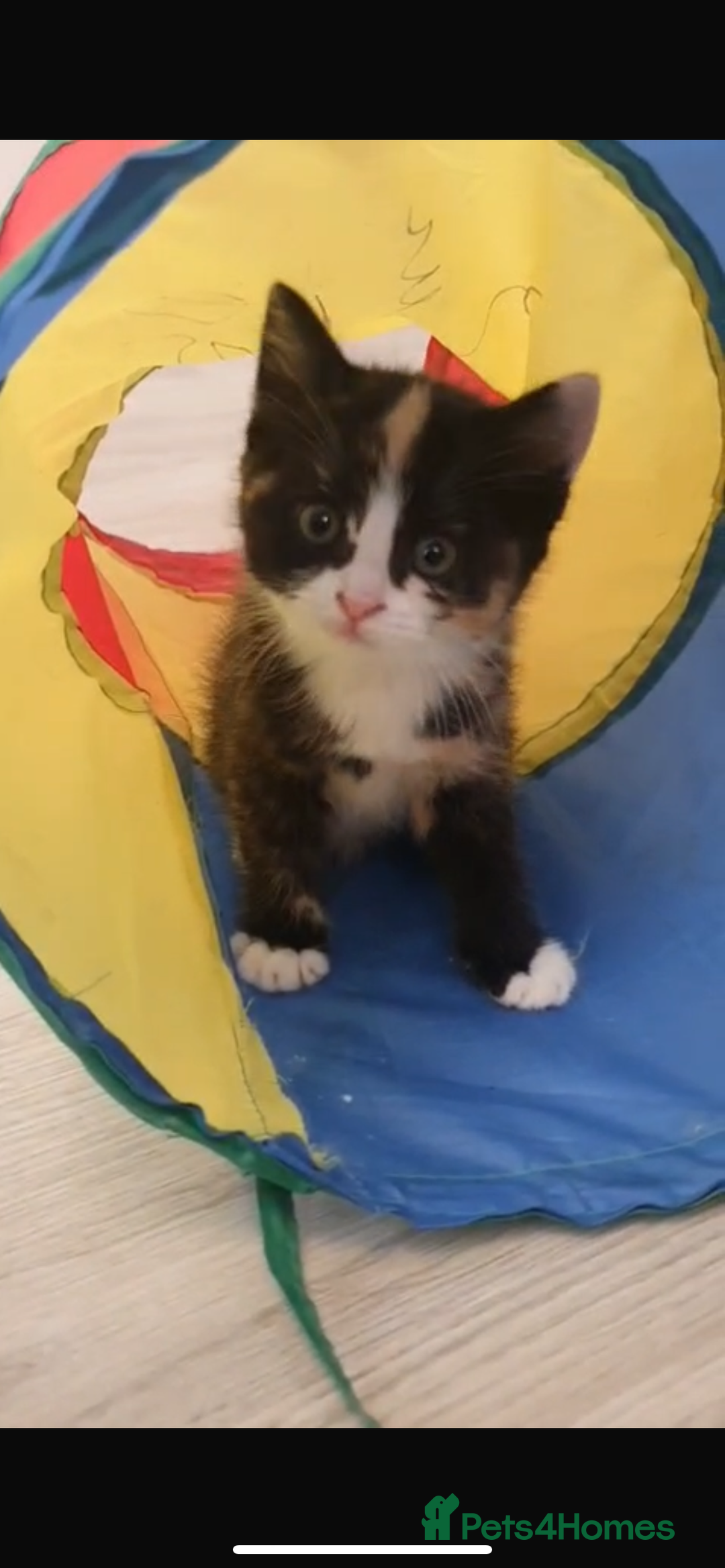 Maine Coon cats for sale: mixed breed kitten for sale  - Image 1