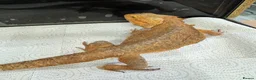 Gecko reptiles for sale: Lizards for rehome  - lot to choose from  - Advert 14