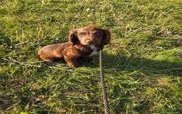 Sprocker dogs for sale: Sprocker pups  - Image 7