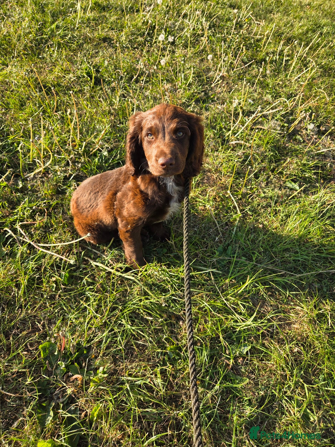 Sprocker dogs for sale: Sprocker pups  - Image 7