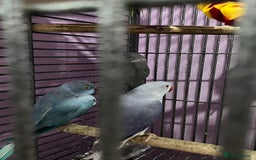 Ringnecks birds for sale: Ring necks for sale different colours  - Image 13
