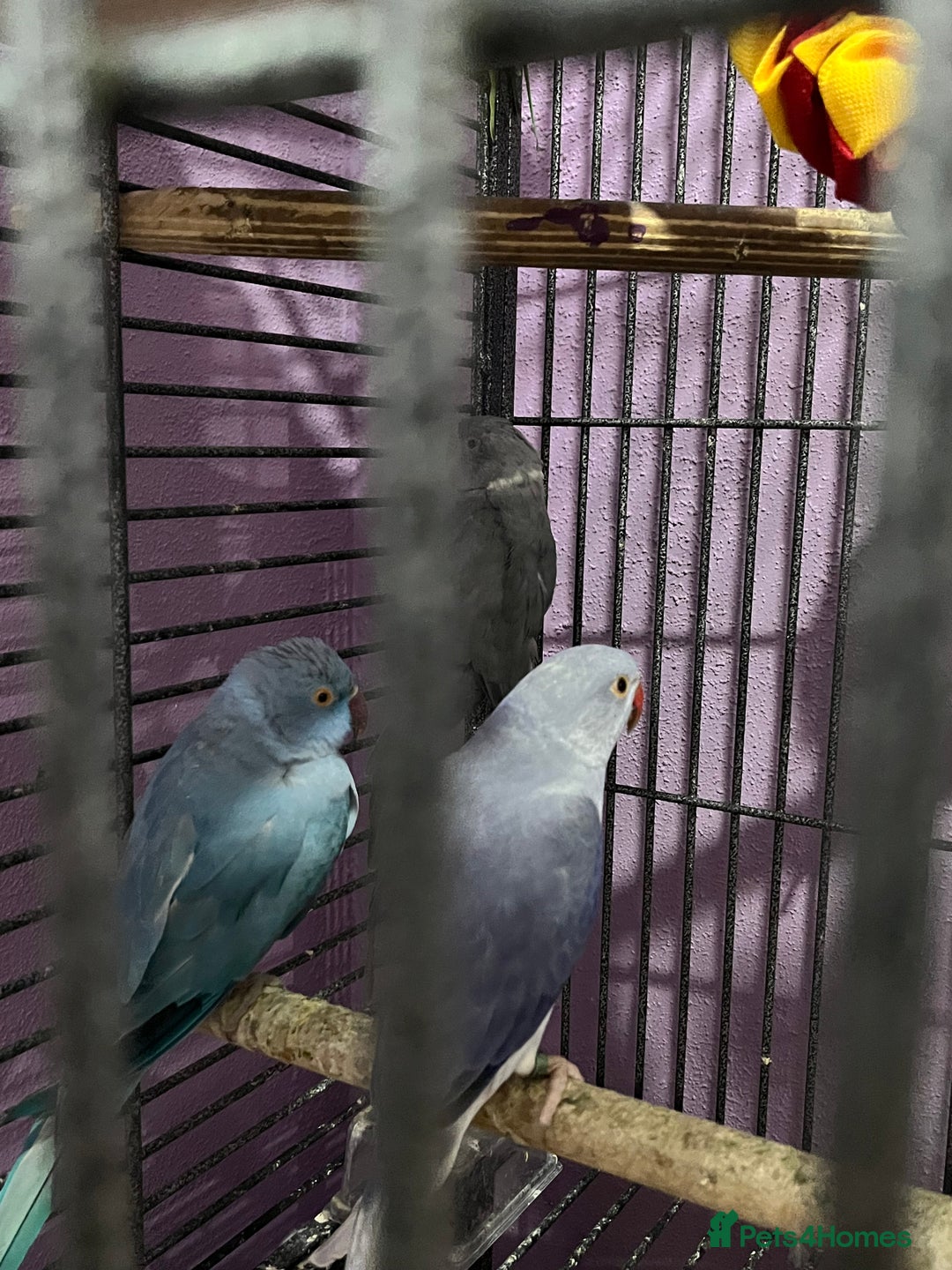 Ringnecks birds for sale: Ring necks for sale different colours  - Image 13