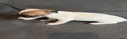 Jack Russell dogs for sale: Jack Russell puppy  - Advert 7