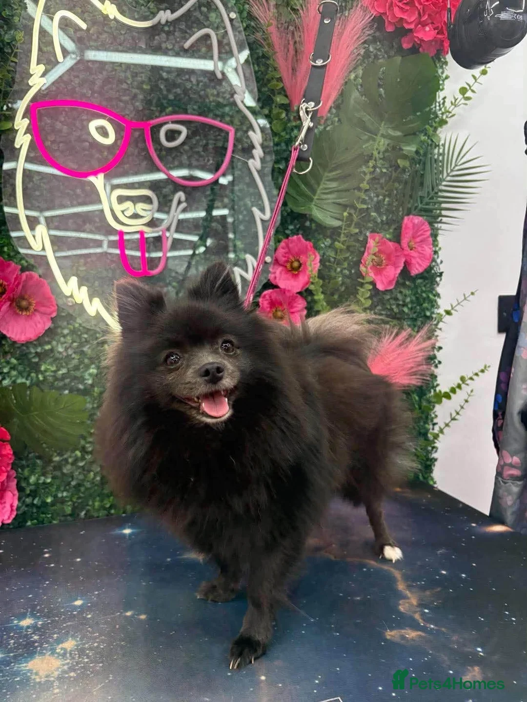 Pomeranian dogs for sale: Female Pomeranian  in Rotherham - Advert 1