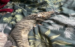 Mixed Breed cats for sale: 3 lovely natured, characterful tabby’s  - Image 8