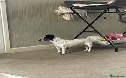 Jack Russell dogs for sale: Bonnie - Advert 7