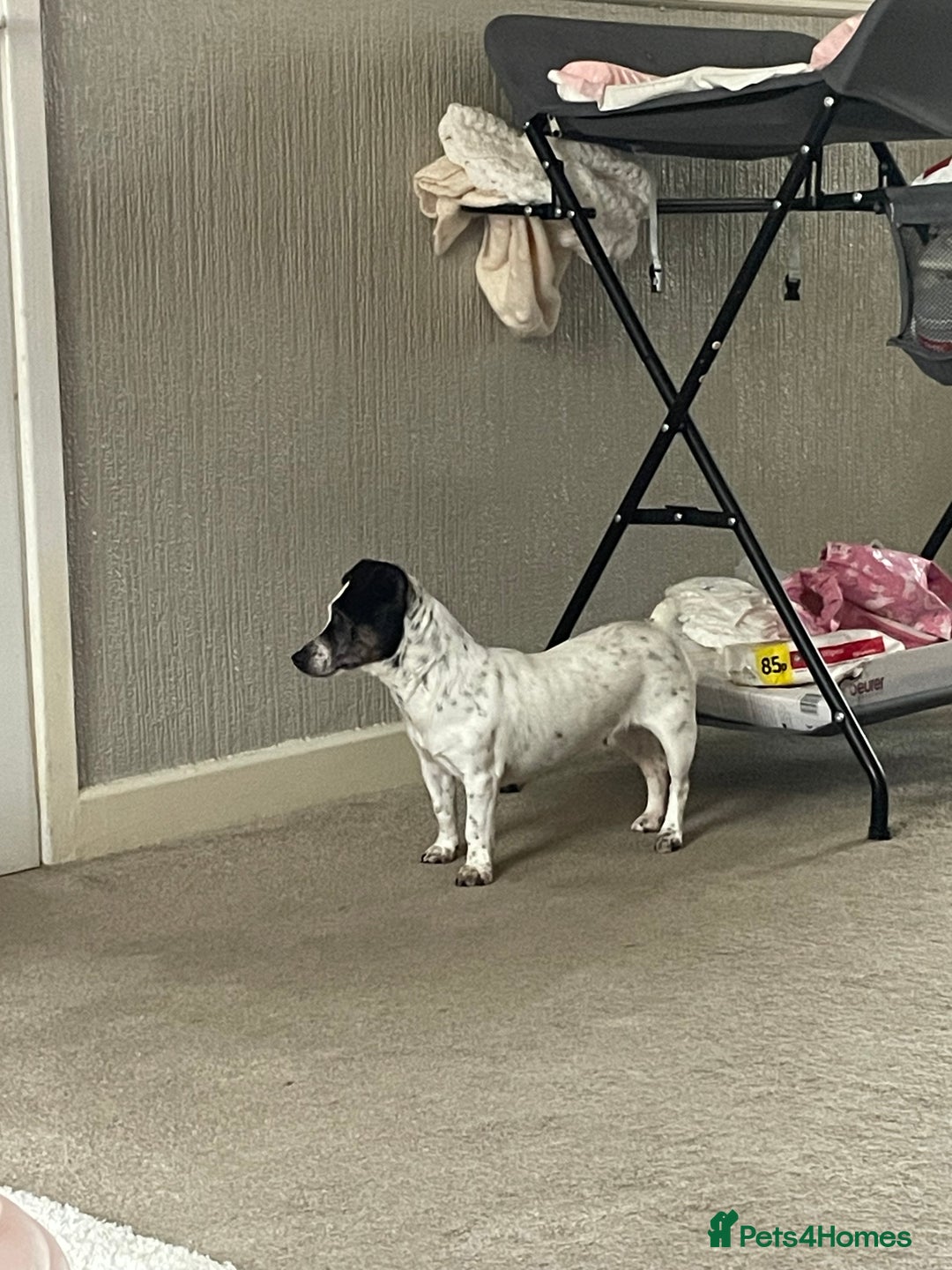 Jack Russell dogs for sale: Bonnie - Advert 7