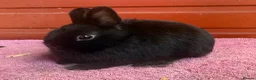 Netherland Dwarf rabbits for sale: Young Netherland Dwarfs - Advert 4