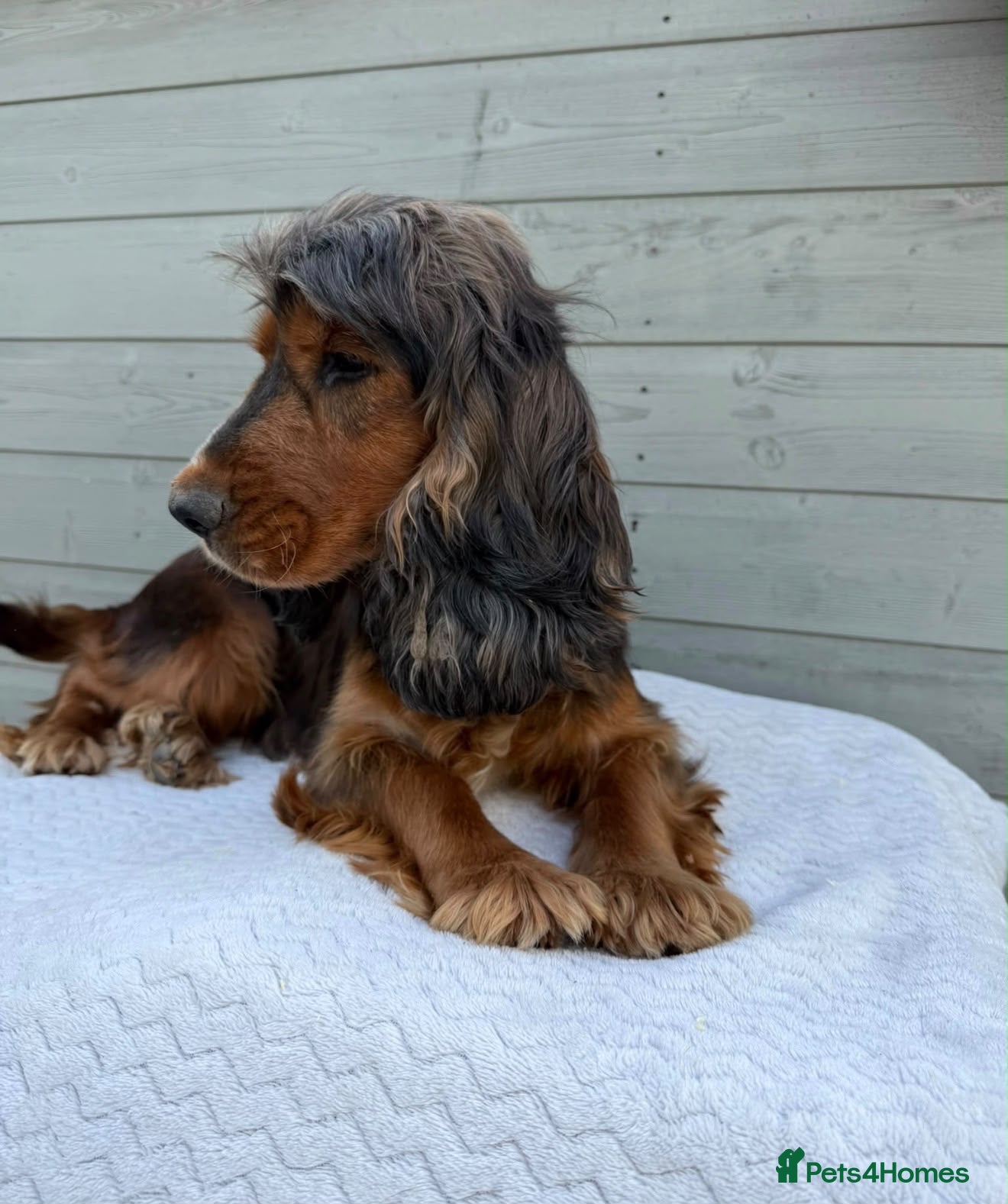 Cockapoo dogs Cockapoo puppies looking for a new home  - Advert 1