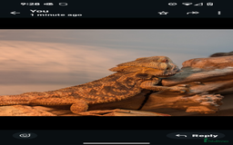 Bearded Dragon reptiles for sale: Bearded dragon and vivarium  - Image 1