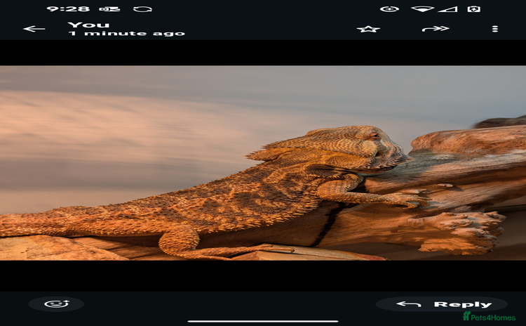 Bearded Dragon reptiles - Advert 2