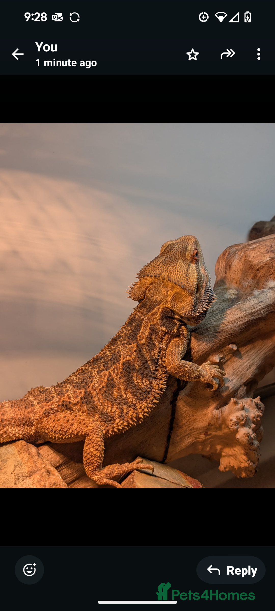Bearded Dragon reptiles for sale: Bearded dragon and vivarium  - Image 1