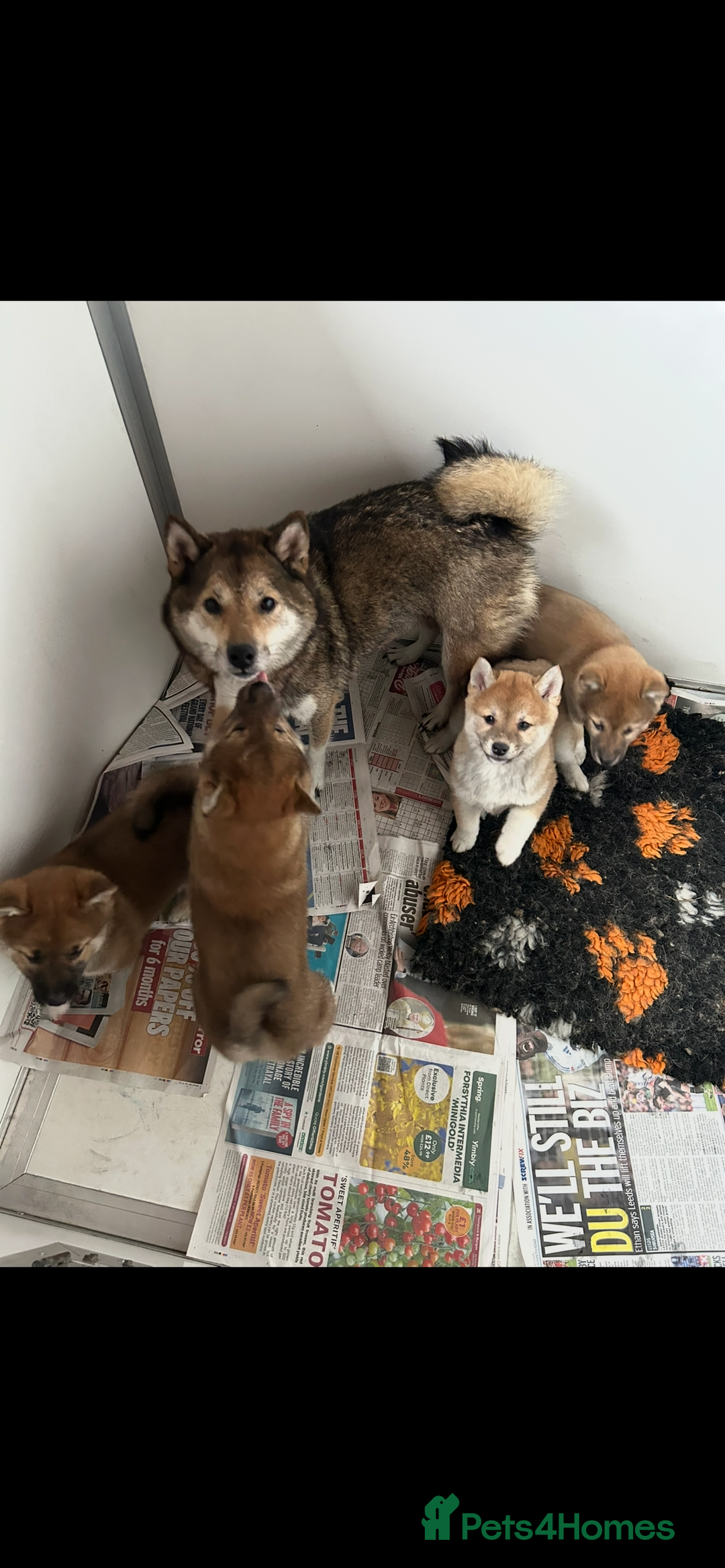 Japanese Shiba Inu dogs for sale: Stunning litter of Japanese Shiba Inu puppies  - Advert 1