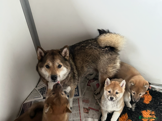 Japanese Shiba Inu dogs Stunning litter of Japanese Shiba Inu puppies - Advert 2