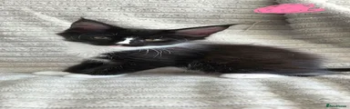 Maine Coon 4